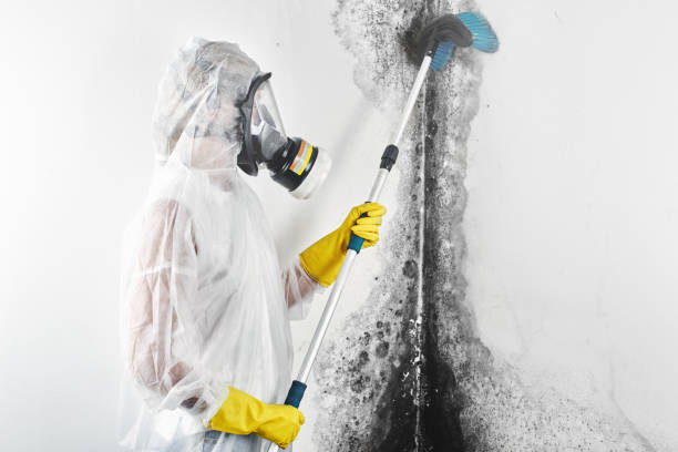 Best Industrial Mold Remediation  in Hutchinson, KS