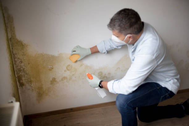 Best Water Damage & Mold Remediation  in Hutchinson, KS